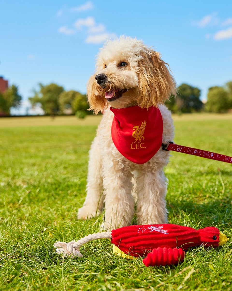 Lfc dog collar best sale